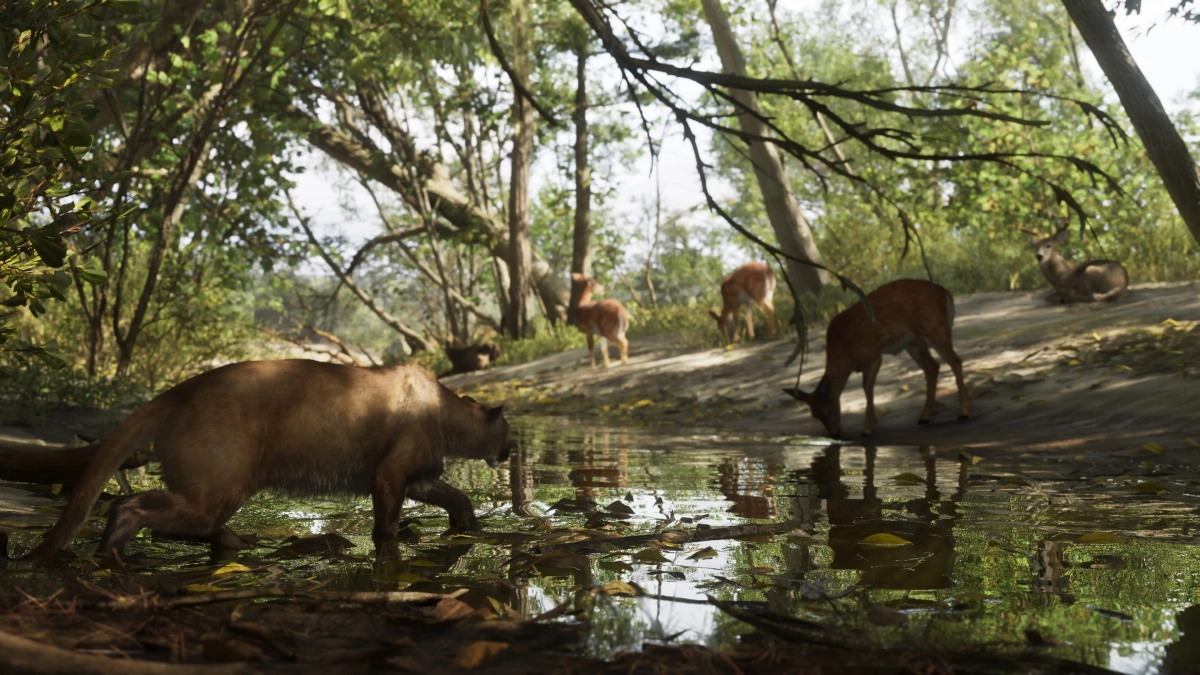 A cougar stalks a herd of deer drinking from a stream in Mount Kalaga National Park. A cougar stalks a herd of deer drinking from a stream in Mount Kalaga National Park.